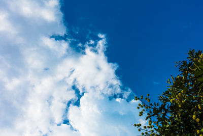 Low angle view of trees against blue sky