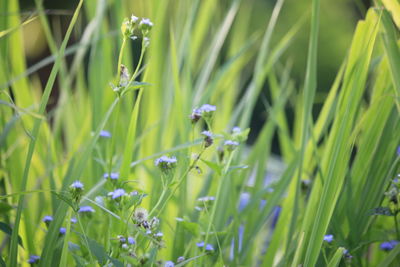 Close-up of purple flowering plants on field