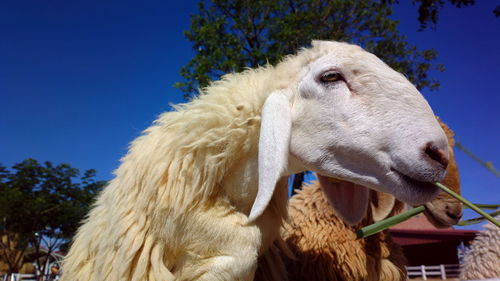 Close-up of a horse against clear blue sky