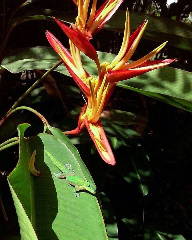 CLOSE-UP OF PLANT