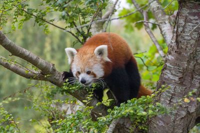 View of a tree in forest