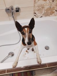 Portrait of dog in bathroom