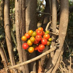 Close-up of fruits on tree