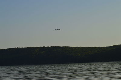 Bird flying over lake against sky