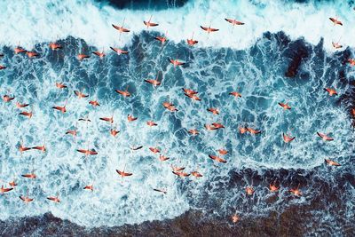 Drone view of flamingos flying in los roques, caribbean sea, venezuela