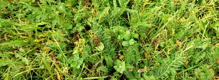 Full frame shot of plants on field