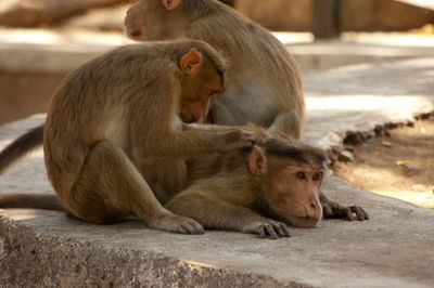 Close-up of monkeys on retaining wall