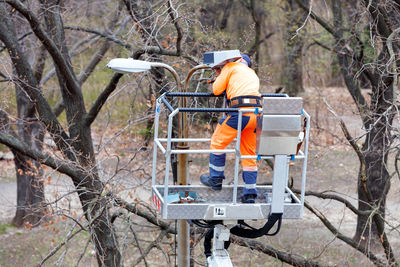 Rear view of men working on bare tree