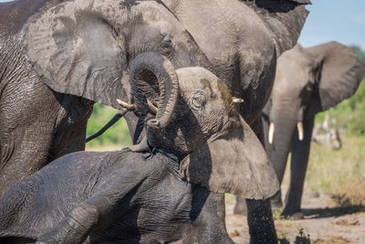 African elephants family in forest