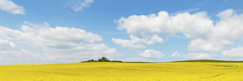 Large panorama of landscape with field of yellow flowers under a blue sky with white clouds