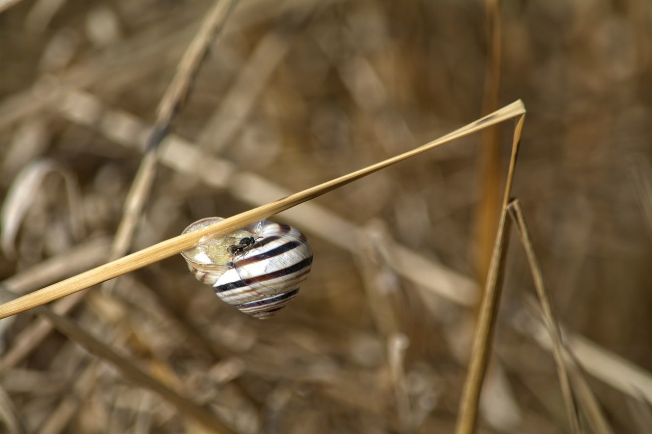 one animal, animal themes, wildlife, animals in the wild, insect, close-up, focus on foreground, day, no people, fragility, zoology, flying