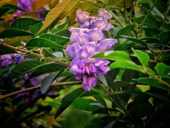 Close-up of purple flowers