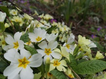 Close-up of white flowering plants