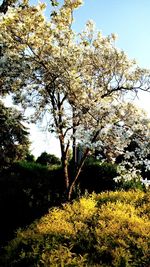 Cherry blossom tree in field