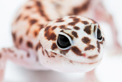 Close-up of a stuffed toy