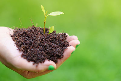 Close-up of hand holding small plant