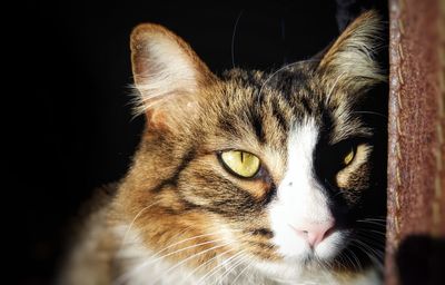 Close-up portrait of a cat