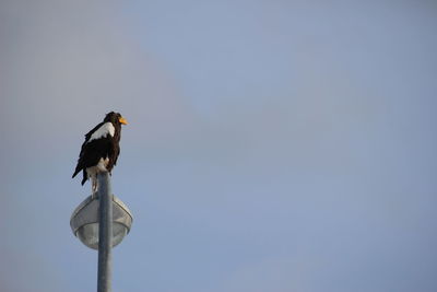 Low angle view of bird perching on pole against clear sky