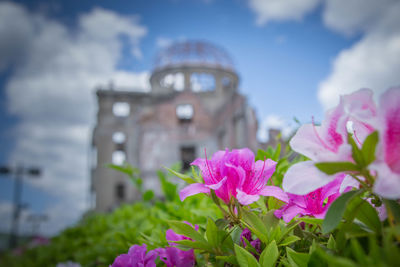 Close-up of pink flowering plant against cloudy sky