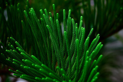 A beautiful pine leaves pattern with raindrops