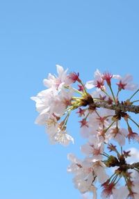 Low angle view of cherry blossom tree