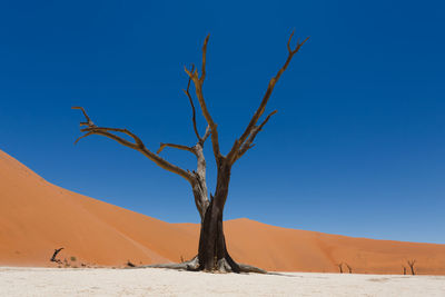 Dead tree on desert against clear blue sky