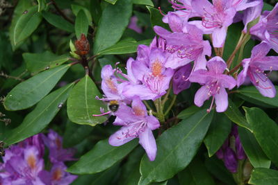 Close-up of water drops on purple flowers blooming outdoors
