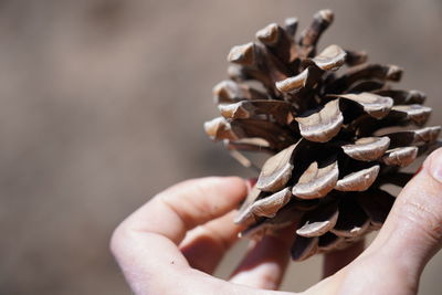 Close-up of hand holding pine cone