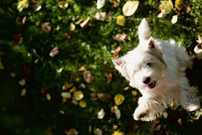 High angle view of dog rearing up on field