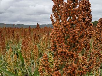 Close-up of fruits growing on land against sky