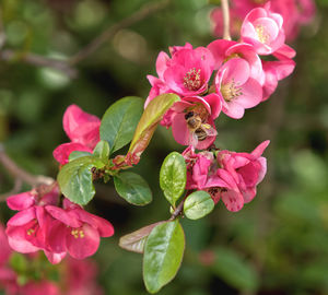 Close-up of pink flowering plant