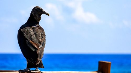 Close-up of bird perching on shore against sky