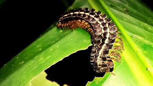 Close-up of insect on leaf