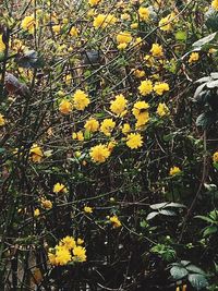 Close-up of yellow flowers