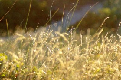 Close-up of grass growing on field