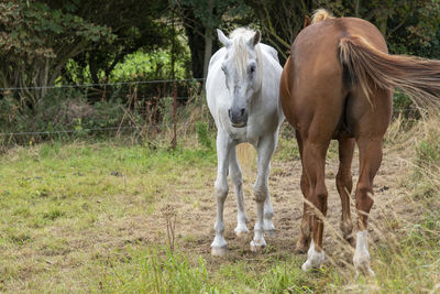 Horse standing in ranch