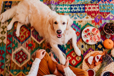 High angle portrait of dog relaxing on floor