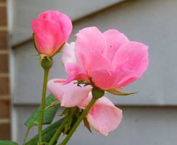 Close-up of pink flower