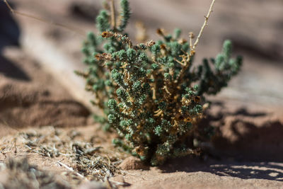 Close-up of christmas tree on field