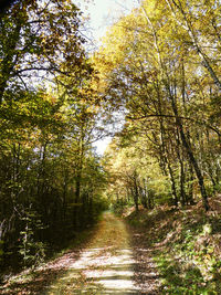 Trees in forest during autumn