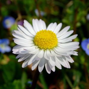 Close-up of white daisy blooming outdoors