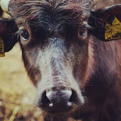 Close-up portrait of cow