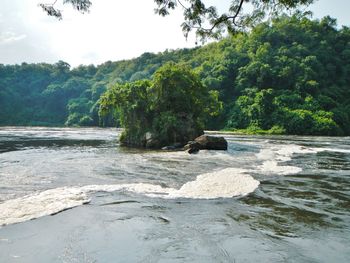 River passing through a forest