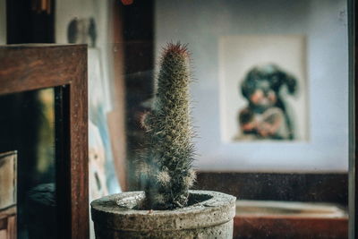 Close-up of potted cactus plant against window