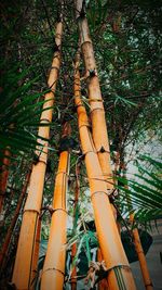 Low angle view of bamboo trees in forest