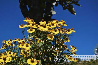 Low angle view of yellow flowering plant against clear blue sky