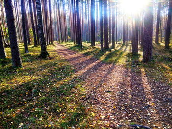 Sunlight streaming through trees in forest