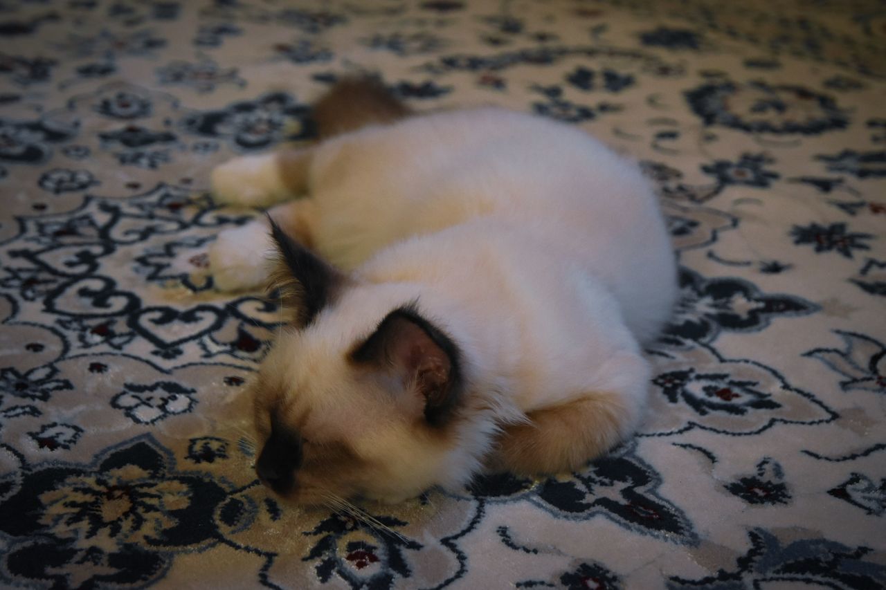 HIGH ANGLE VIEW OF CAT SLEEPING