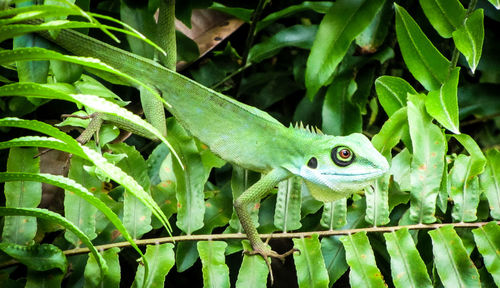 Close-up of green lizard on plant