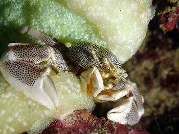 Close-up of rose on plant